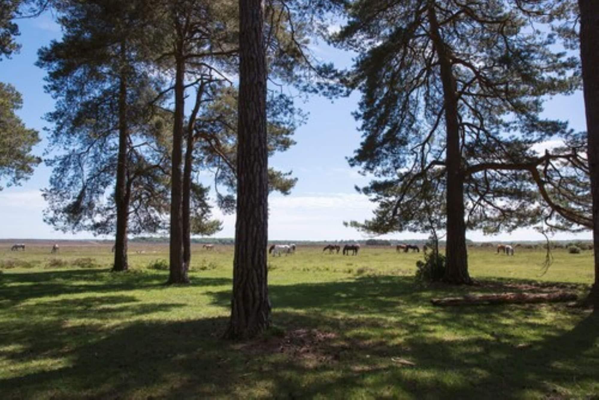 Beaulieu Hotel Lyndhurst Dış mekan fotoğraf